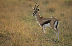 gazelle